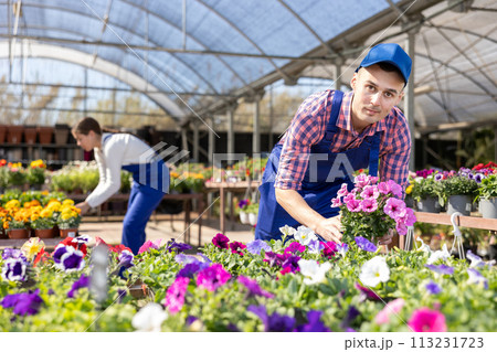 Flower greenhouse male worker takes care of petunia flowers 113231723