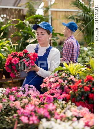 Female gardener arranging potted Azalea for market and wearing greenhouse uniform Female gardener arranging potted Azalea for market and wearing greenhouse uniform 113231814