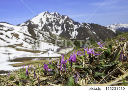 カタクリと残雪の谷川岳 113231980