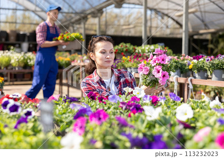 Adult woman choosing petunia in flower shop Adult woman choosing petunia in flower shop 113232023