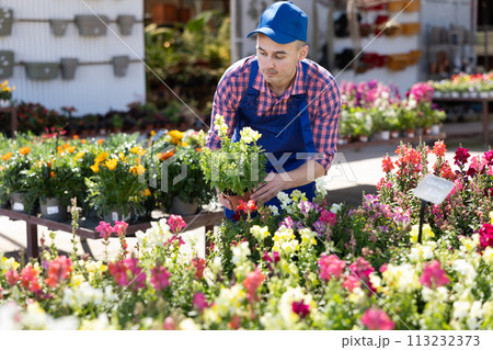 Young male seller holding snapdragon in pot 113232373