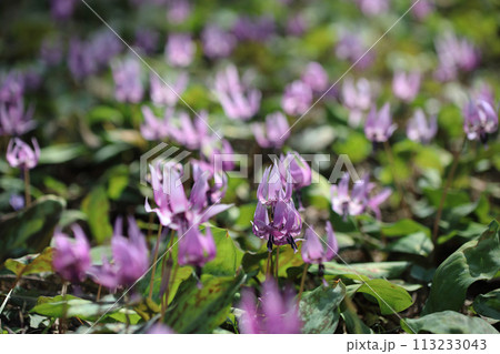 カタクリの花 113233043