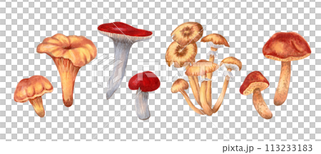 Set of large and small mushrooms. Chanterelles, russula, honey mushrooms, oilers. Hand-drawn isolated watercolor illustration. Autumn harvest natural culinary ingredient for menu, recipe, label 113233183