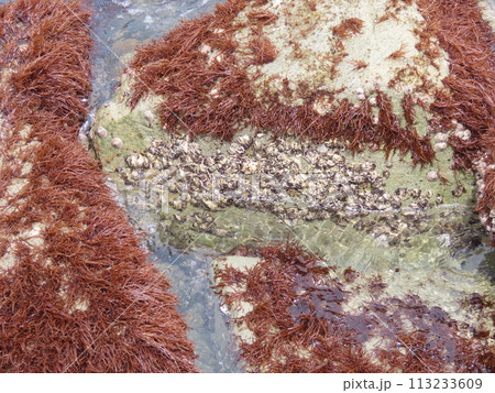 海の岩場に生える赤いフクロフノリの海藻 113233609