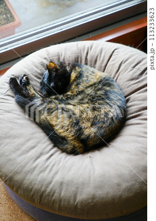 窓辺のクッションで寝る猫 窓辺のクッションで寝る猫 113233623