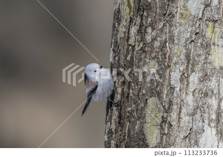 木に止まるシマエナガ 113233736