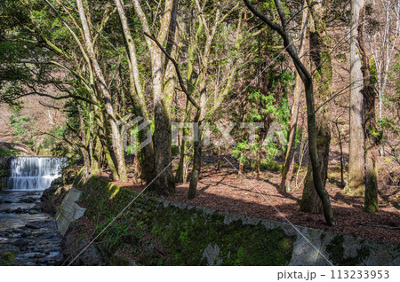 貴船川と川側の雑木林 貴船川と川側の雑木林 113233953