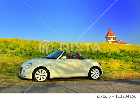 菜の花どスポーツカー 113234150