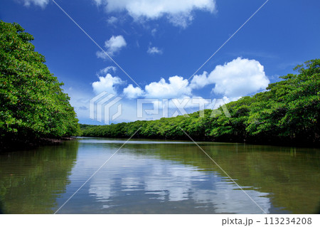 西表島のマングローブ林の中を流れる川 西表島のマングローブ林の中を流れる川 113234208