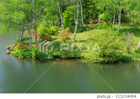 長野_初夏の白樺湖と青空の風景 113234404