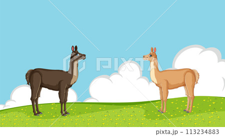 Llamas Grazing on a Sunny Hillside 113234883
