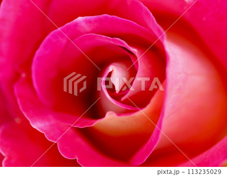 Red rose flower petals. Soft focus, abstract floral background. Macro flowers backdrop for holiday design Red rose flower petals. Soft focus, abstract floral background. Macro flowers backdrop for holiday design 113235029