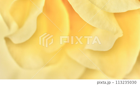 Yellow rose flower petals. Macro flowers backdrop for holiday design. Soft focus, abstract floral background Yellow rose flower petals. Macro flowers backdrop for holiday design. Soft focus, abstract floral background 113235030