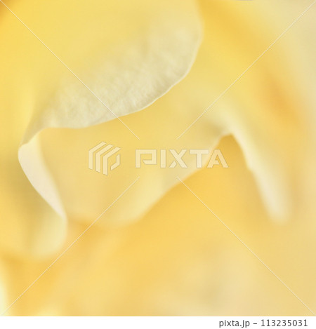 Yellow rose flower petals. Macro flowers backdrop for holiday design. Soft focus, abstract floral background Yellow rose flower petals. Macro flowers backdrop for holiday design. Soft focus, abstract floral background 113235031