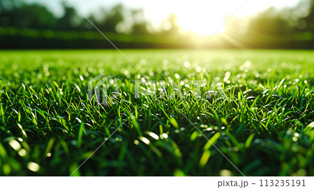 青々とした運動場の芝生のクローズアップ 113235191