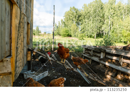 Red hens graze on a free-range organic farm Organic farm life, grazing red hens outside the chicken coop on a summer day Red hens graze on a free-range organic farm Organic farm life, grazing red hens outside the chicken coop on a summer day 113235250