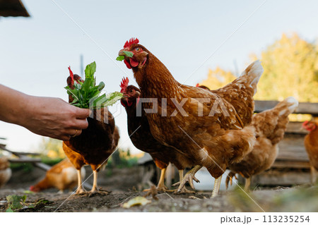 Close-up of chickens eating greens from a human hand. Brown hens close up on free range outside, Rural scene, organic farmer feeding chickens grass A look at organic farming: feeding chickens. Close-up of chickens eating greens from a human hand. Brown hens close up on free range outside, Rural scene, organic farmer feeding chickens grass A look at organic farming: feeding chickens. 113235254