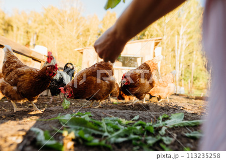 A woman's hand feeds green leaves to a group of red hens on a private farm. Brown chickens close up on free range outside, organic farmer feeding chickens grass 113235258