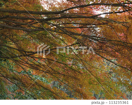 紅葉したモミジ 紅葉したモミジ 113235361