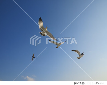 青空に飛ぶカモメ 青空に飛ぶカモメ 113235369