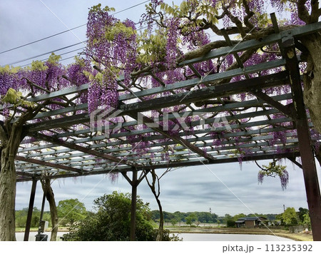 手賀沼水生植物園の藤棚 113235392