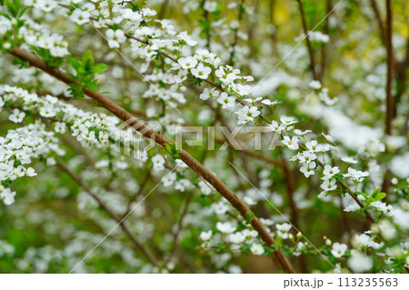 咲き誇るユキヤナギの花 咲き誇るユキヤナギの花 113235563