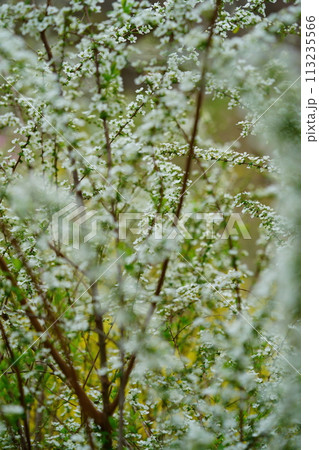 咲き誇るユキヤナギの花 咲き誇るユキヤナギの花 113235566