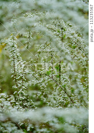 咲き誇るユキヤナギの花 113235567