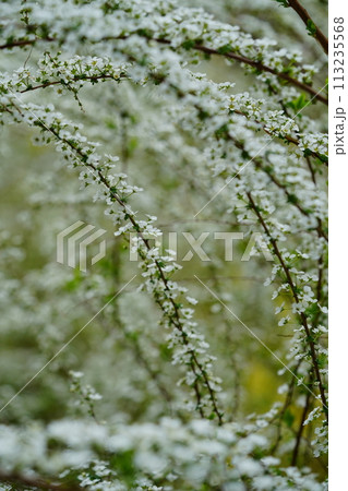 咲き誇るユキヤナギの花 咲き誇るユキヤナギの花 113235568