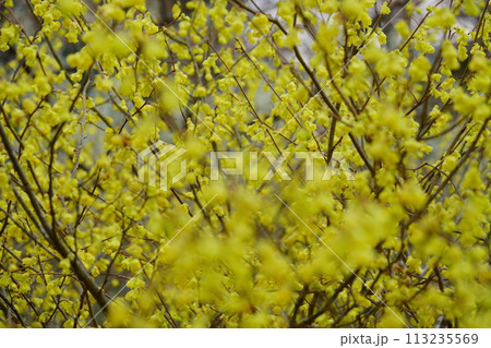 春の木の花・一面のヒュウガミズキ 113235569