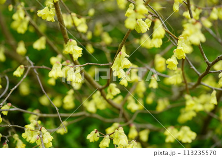 咲き誇る満開のヒュウガミズキ 咲き誇る満開のヒュウガミズキ 113235570