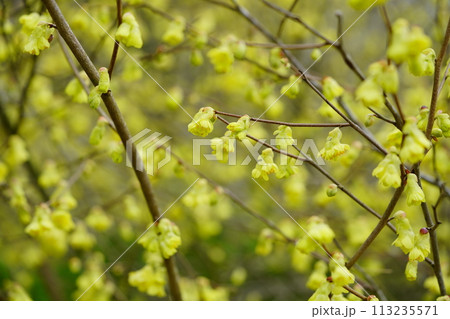 咲き誇る満開のヒュウガミズキ 咲き誇る満開のヒュウガミズキ 113235571