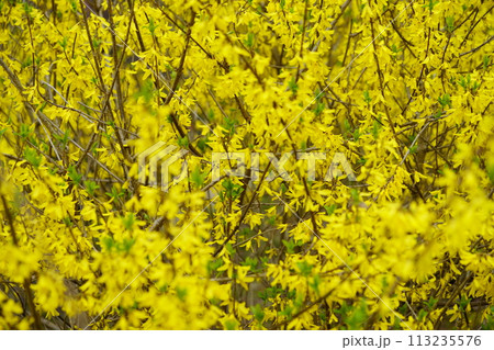 春の花・咲き誇るレンギョウ 113235576