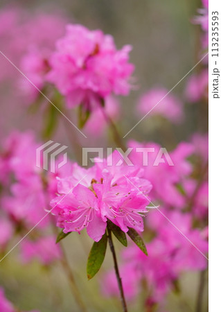 早春の花・咲き誇る吉野ツツジ 早春の花・咲き誇る吉野ツツジ 113235593