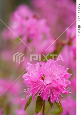 早春の花・咲き誇る吉野ツツジ 早春の花・咲き誇る吉野ツツジ 113235595
