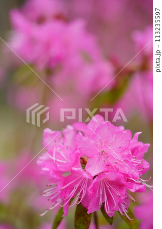 早春の花・咲き誇る吉野ツツジ 早春の花・咲き誇る吉野ツツジ 113235597