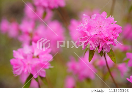 早春の花・咲き誇る吉野ツツジ 113235598