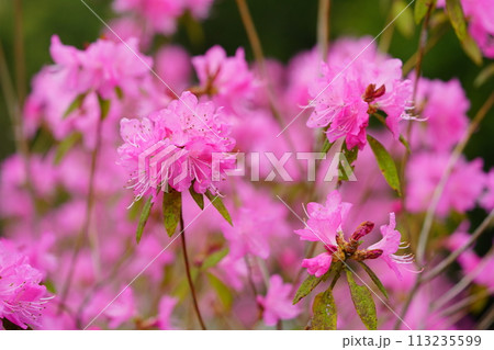 早春の花・咲き誇る吉野ツツジ 113235599