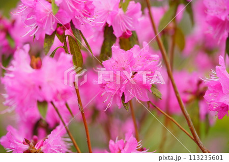 早春の花・咲き誇る吉野ツツジ 113235601