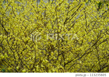 咲き誇る満開のヒュウガミズキ 咲き誇る満開のヒュウガミズキ 113235605