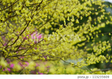 咲き誇る満開のヒュウガミズキ 咲き誇る満開のヒュウガミズキ 113235609