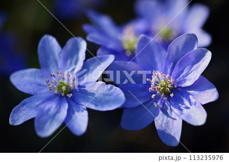 Spring flower. Beautiful blooming first small flowers in the forest. Hepatica. (Hepatica nobilis) Spring flower. Beautiful blooming first small flowers in the forest. Hepatica. (Hepatica nobilis) 113235976
