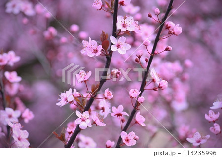 Springtime - Beautiful flowering Japanese cherry - Sakura. Background with flowers on a spring day. 113235996