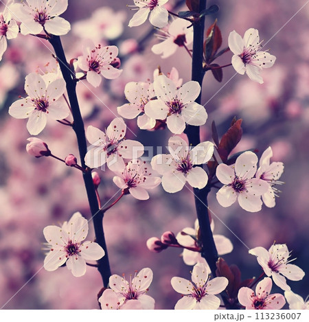 Blossom tree. Nature background. Sunny day. Spring flowers. Beautiful Orchard. Abstract blurred background. Springtime Blossom tree. Nature background. Sunny day. Spring flowers. Beautiful Orchard. Abstract blurred background. Springtime 113236007