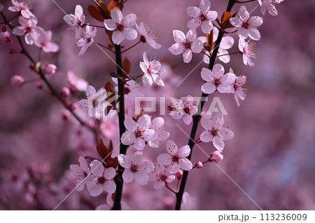 Blossom tree. Nature background. Sunny day. Spring flowers. Beautiful Orchard. Abstract blurred background. Springtime 113236009