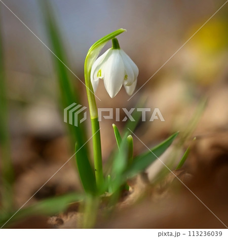 Spring flowers. Beautiful first spring plants - snowdrops. (Galanthus) A beautiful shot of nature in springtime. Spring flowers. Beautiful first spring plants - snowdrops. (Galanthus) A beautiful shot of nature in springtime. 113236039