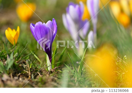 Spring flowers. Colorful nature background. Close-up of a group of blooming colorful crocus. (Crocus vernus) Spring flowers. Colorful nature background. Close-up of a group of blooming colorful crocus. (Crocus vernus) 113236066