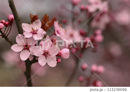Branches of blossoming cherry. Background in spring on nature outdoors. Pink sakura flowers in springtime. 113236098