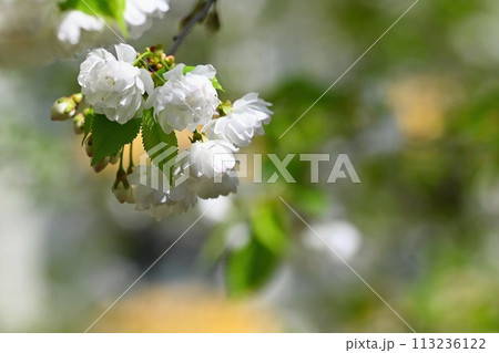 Beautiful flowering tree. Spring colorful background with flowers. Nature in spring time - nice sunny day. 113236122