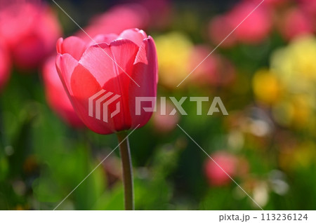 Beautiful delicate spring flowers - tulips. Pastel colors and colorful natural background. Close-up of flowers. Nature concept for spring time. 113236124